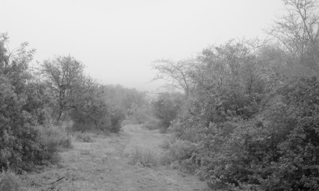 Misty morning
